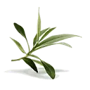 Olive Leaf Extract